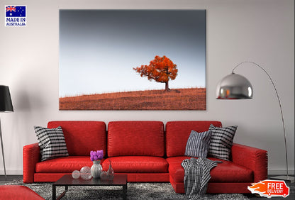 Alone Red Autumn Tree on Hill Photograph Print 100% Australian Made