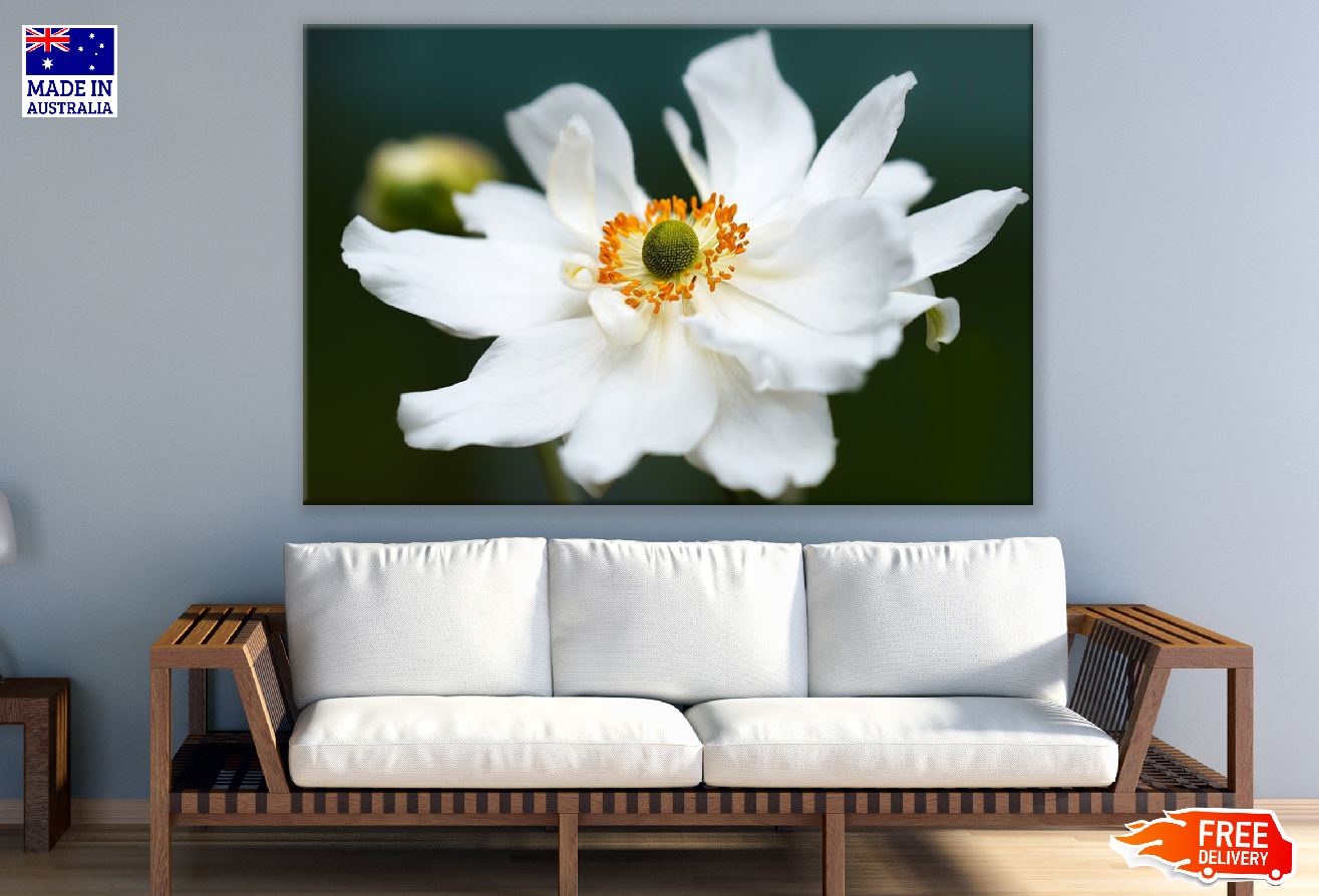 White Anemone Flower Closeup Photograph Print 100% Australian Made