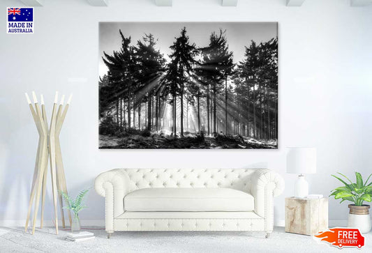 Forest Tree Sunrise B&W Scenery Photograph Print 100% Australian Made