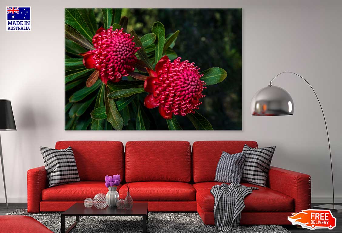 Red Waratah Flowers Closeup View Photograph Print 100% Australian Made