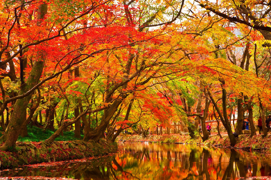 Autumn Trees Covered River View Photograph Home Decor Premium Quality Poster Print Choose Your Sizes