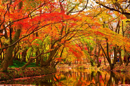 Autumn Trees Covered River View Photograph Home Decor Premium Quality Poster Print Choose Your Sizes