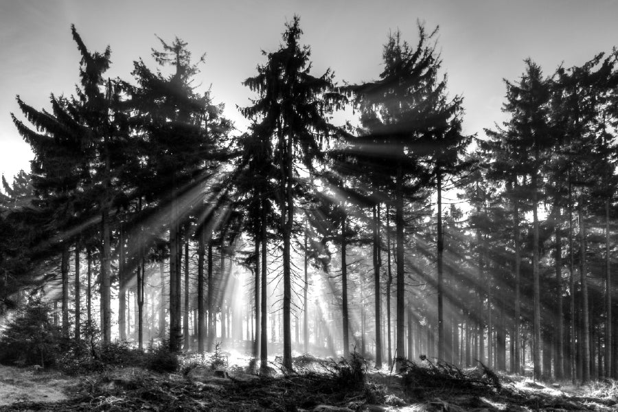 Forest Tree Sunrise B&W Scenery Photograph Print 100% Australian Made