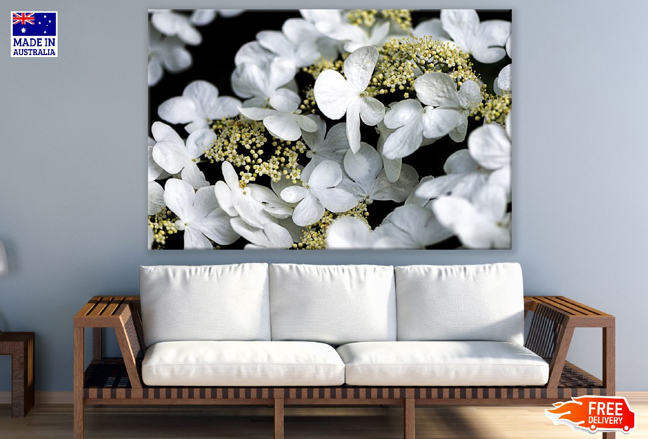 White Hydrangea Flowers Closeup Photograph Print 100% Australian Made