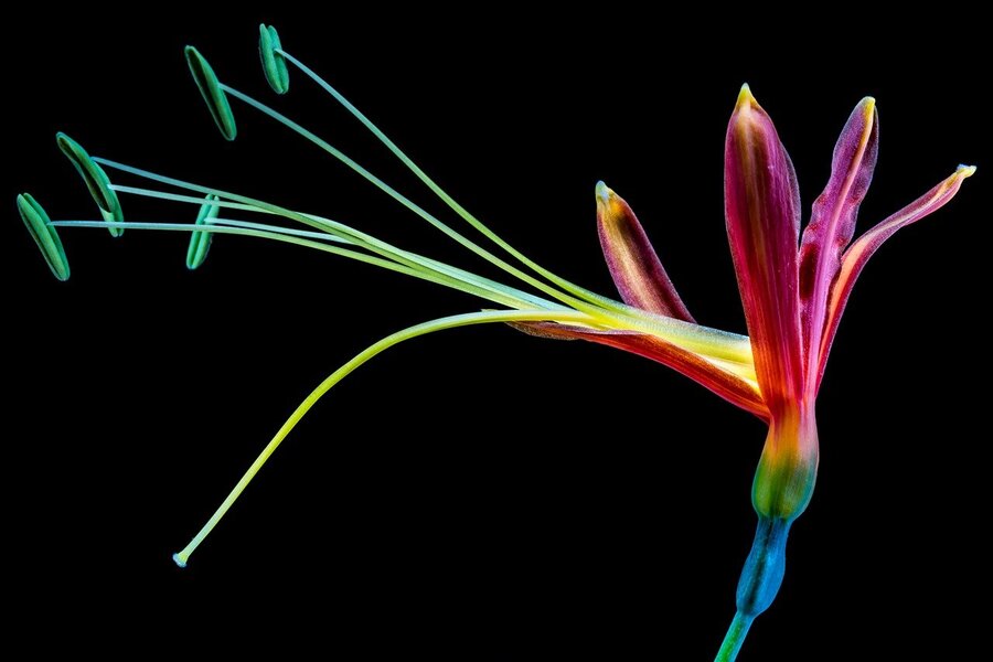 Colorful Paradise Flower Closeup Photograph Print 100% Australian Made