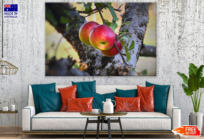 Apple Fruits & Leaves Photograph Print 100% Australian Made