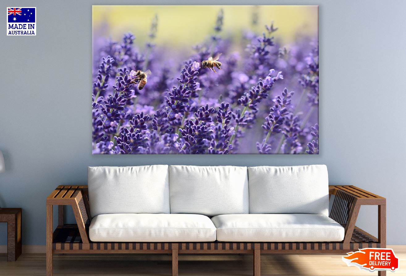 Bee on Lavender Flowers Photograph Print 100% Australian Made