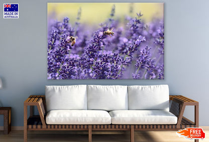 Bee on Lavender Flowers Photograph Print 100% Australian Made