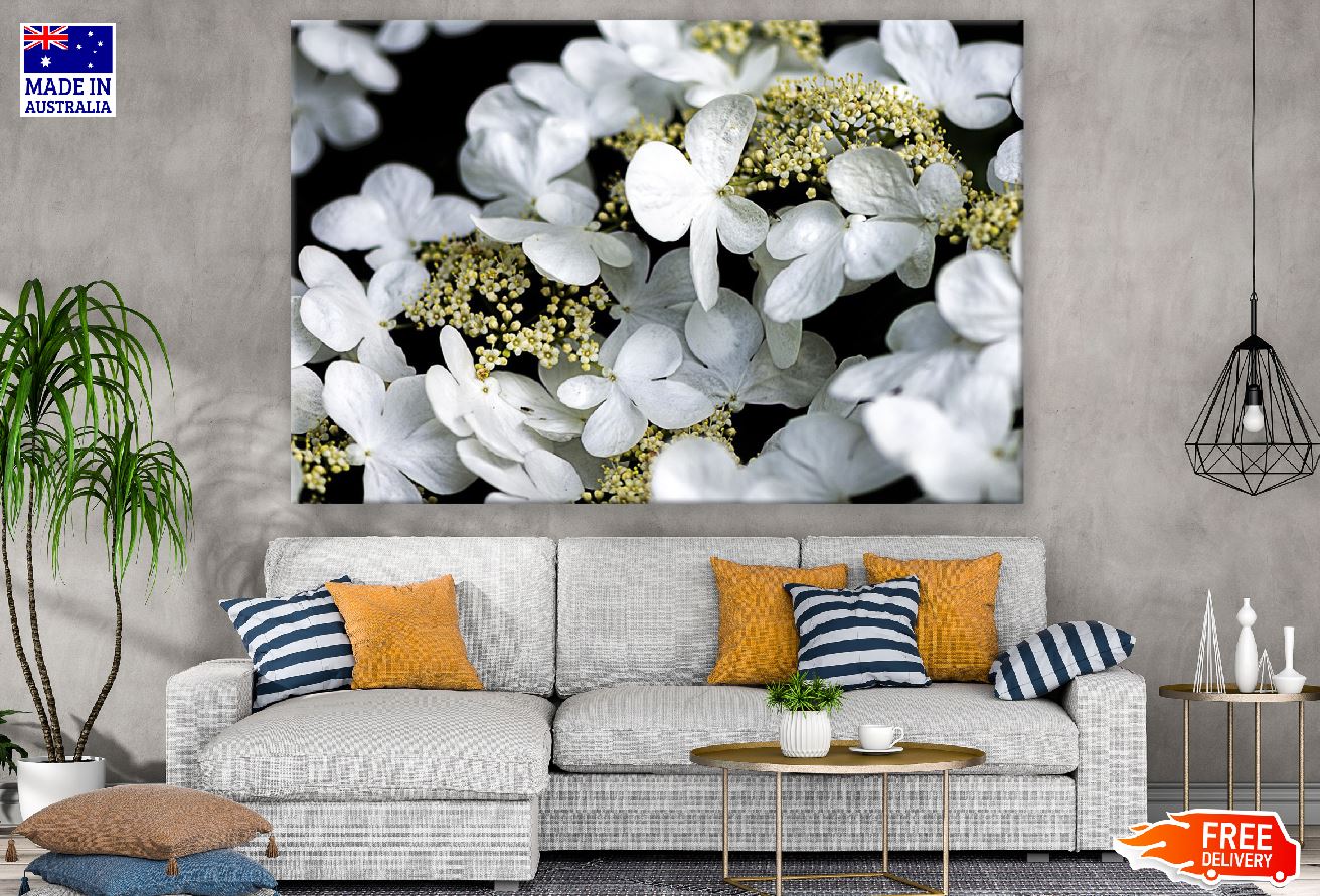 White Hydrangea Flowers Closeup Photograph Print 100% Australian Made
