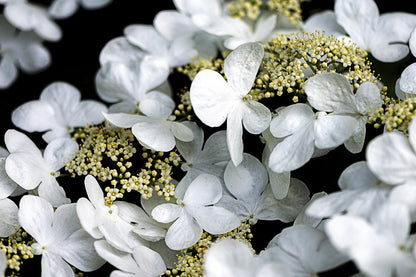 White Hydrangea Flowers Closeup Photograph Print 100% Australian Made