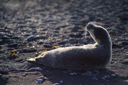 Mammal Animal in Beach Photograph Print 100% Australian Made