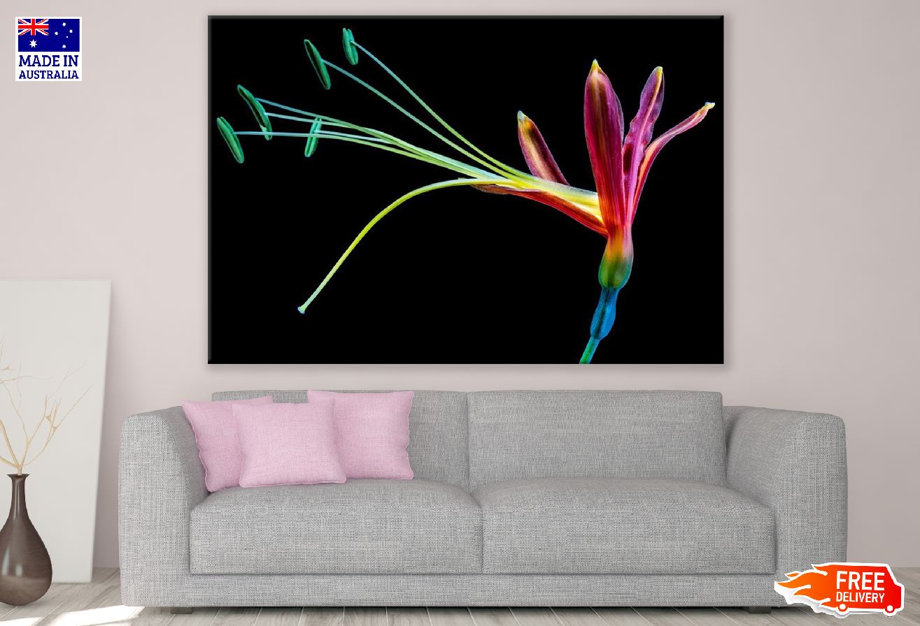 Colorful Paradise Flower Closeup Photograph Print 100% Australian Made