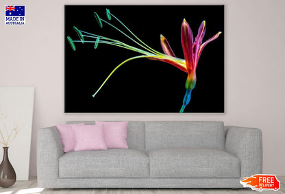 Colorful Paradise Flower Closeup Photograph Print 100% Australian Made
