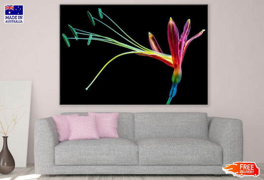 Colorful Paradise Flower Closeup Photograph Print 100% Australian Made