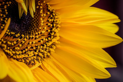 Sunflower Closeup Macro Photograph Print 100% Australian Made