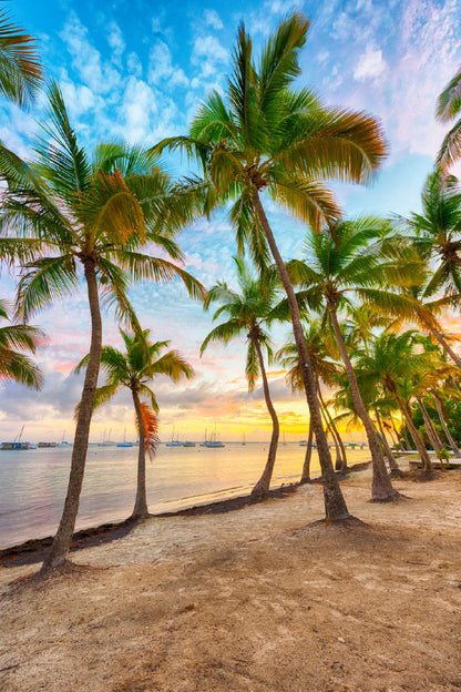 Sunset over Beach Palm Trees View Photograph Print 100% Australian Made