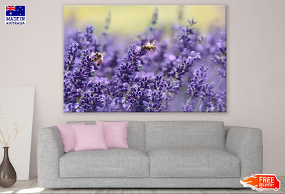 Bee on Lavender Flowers Photograph Print 100% Australian Made