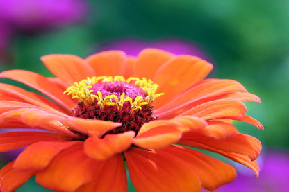 Orange Zinnia Flower Closeup Photograph Print 100% Australian Made