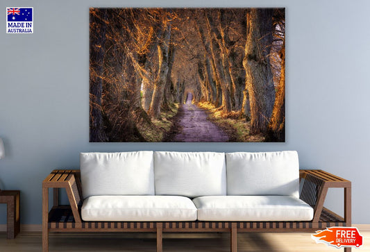 Sunset Tree Road Photograph Print 100% Australian Made