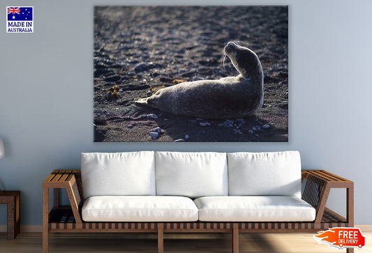 Mammal Animal in Beach Photograph Print 100% Australian Made