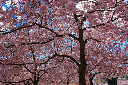 Blossom Tree Forest Photograph Print 100% Australian Made