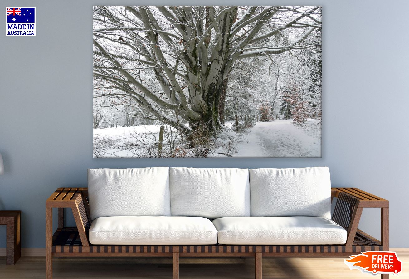 Snow Covered Dead Tree on Snow Pathway Photograph Print 100% Australian Made