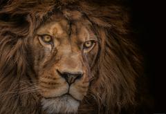 Lion Face Portrait Print 100% Australian Made