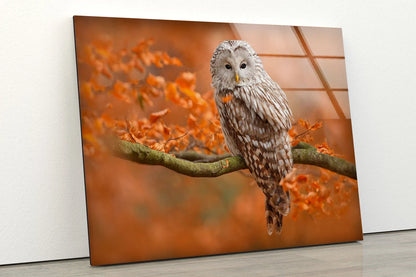 Owl on Autumn Tree Photograph Acrylic Glass Print Tempered Glass Wall Art 100% Made in Australia Ready to Hang