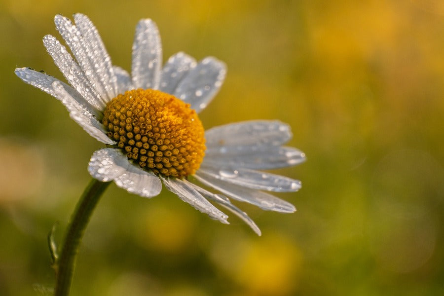 White Daisy Flower Closeup Photograph Print 100% Australian Made