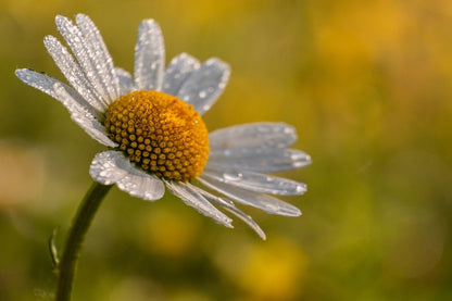 White Daisy Flower Closeup Photograph Print 100% Australian Made