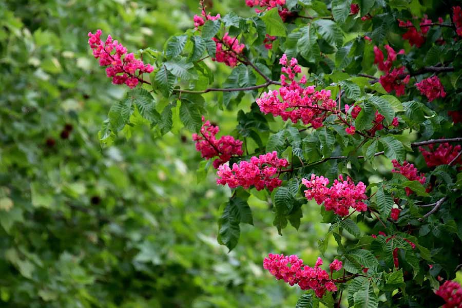 Pink Flower Tree Closeup Photograph Print 100% Australian Made