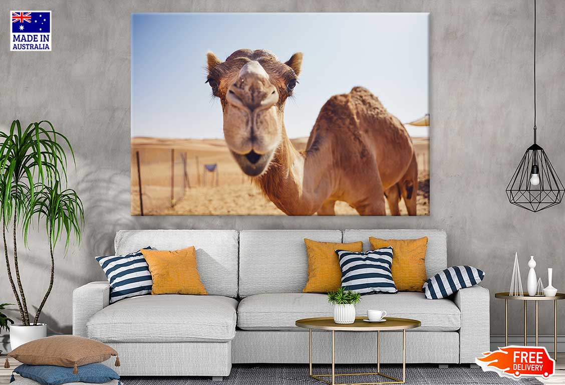 Camel Face Closeup Photograph Print 100% Australian Made