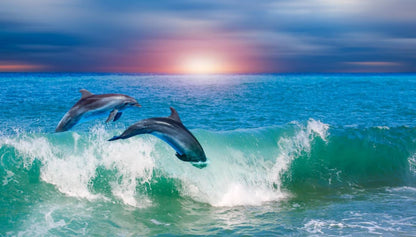 Dolphins at Beach Photograph Home Decor Premium Quality Poster Print Choose Your Sizes