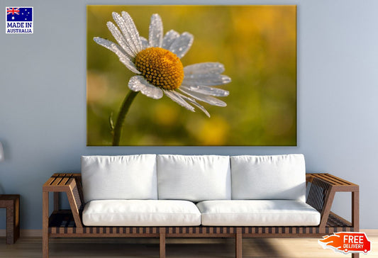 White Daisy Flower Closeup Photograph Print 100% Australian Made
