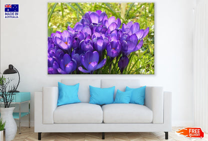 Purple Crocus Flowers Closeup Photograph Print 100% Australian Made