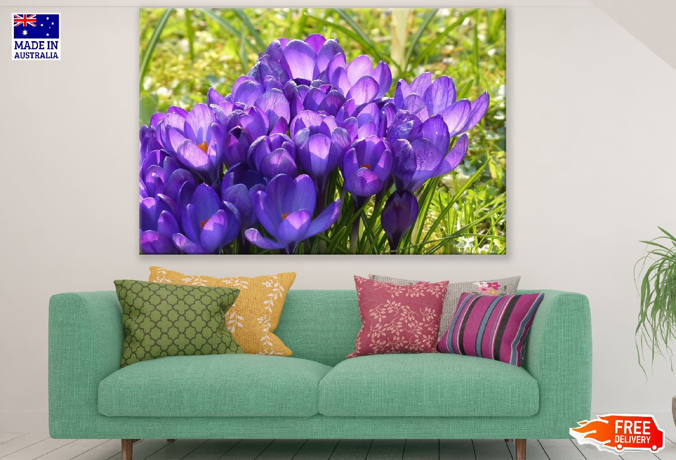 Purple Crocus Flowers Closeup Photograph Print 100% Australian Made