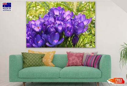 Purple Crocus Flowers Closeup Photograph Print 100% Australian Made