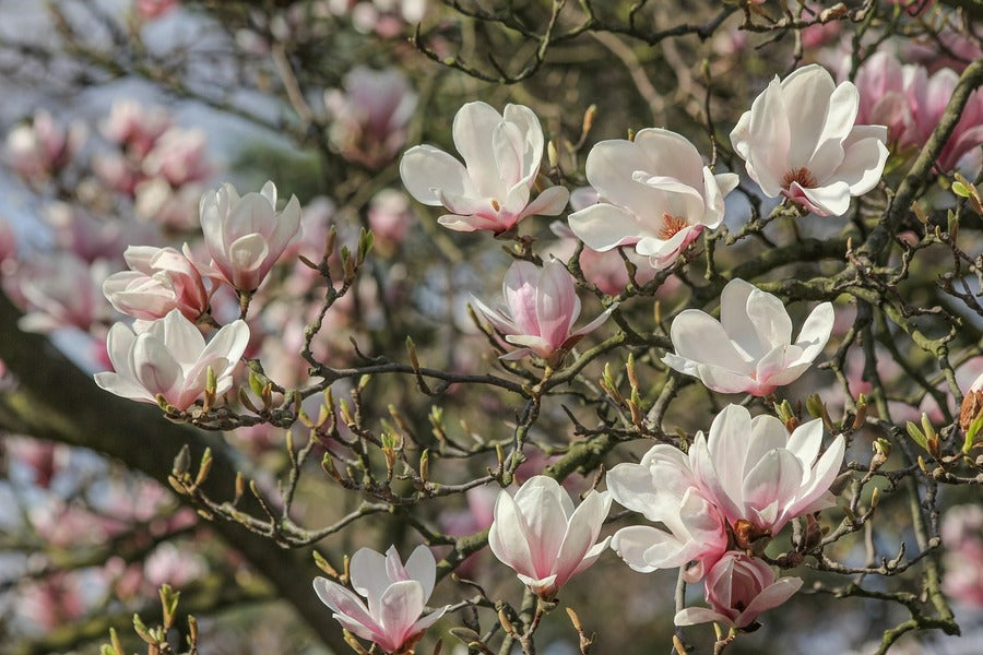 White Magnolia Flower with Branch Photograph Print 100% Australian Made
