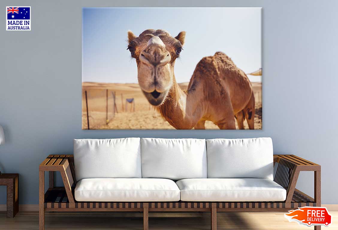 Camel Face Closeup Photograph Print 100% Australian Made