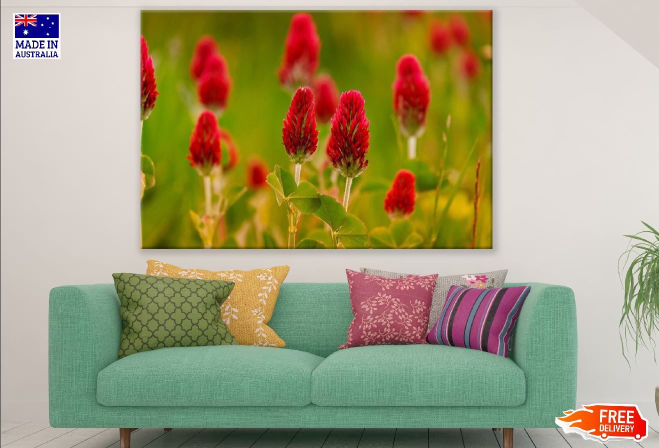 Crimson Clover Flowers Closeup Photograph Print 100% Australian Made