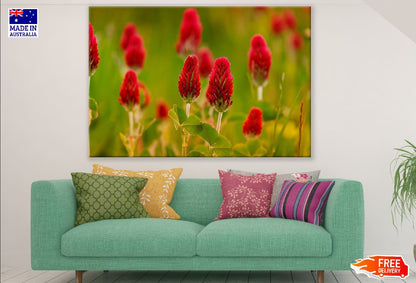 Crimson Clover Flowers Closeup Photograph Print 100% Australian Made