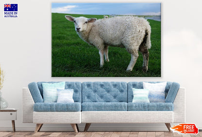 Sheep on Grass Field Closeup Photograph Print 100% Australian Made