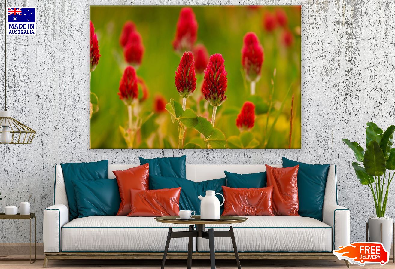 Crimson Clover Flowers Closeup Photograph Print 100% Australian Made