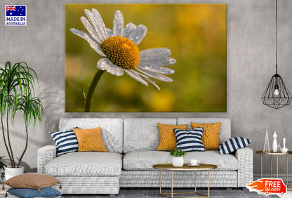 White Daisy Flower Closeup Photograph Print 100% Australian Made