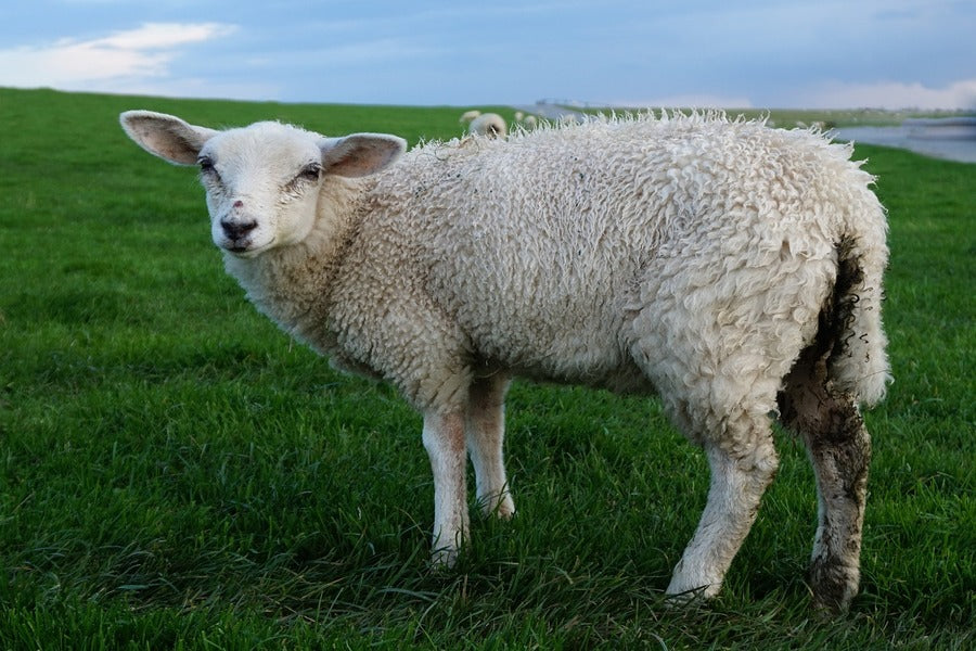 Sheep on Grass Field Closeup Photograph Print 100% Australian Made