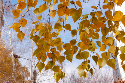 Yellow Leaves Closeup Photograph Print 100% Australian Made