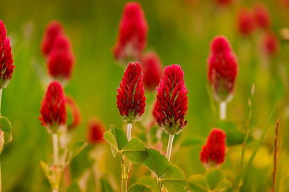 Crimson Clover Flowers Closeup Photograph Print 100% Australian Made