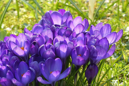 Purple Crocus Flowers Closeup Photograph Print 100% Australian Made
