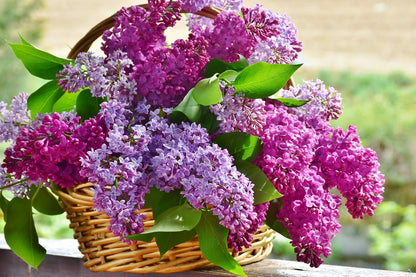 Lilac Flowers Closeup Photograph Print 100% Australian Made