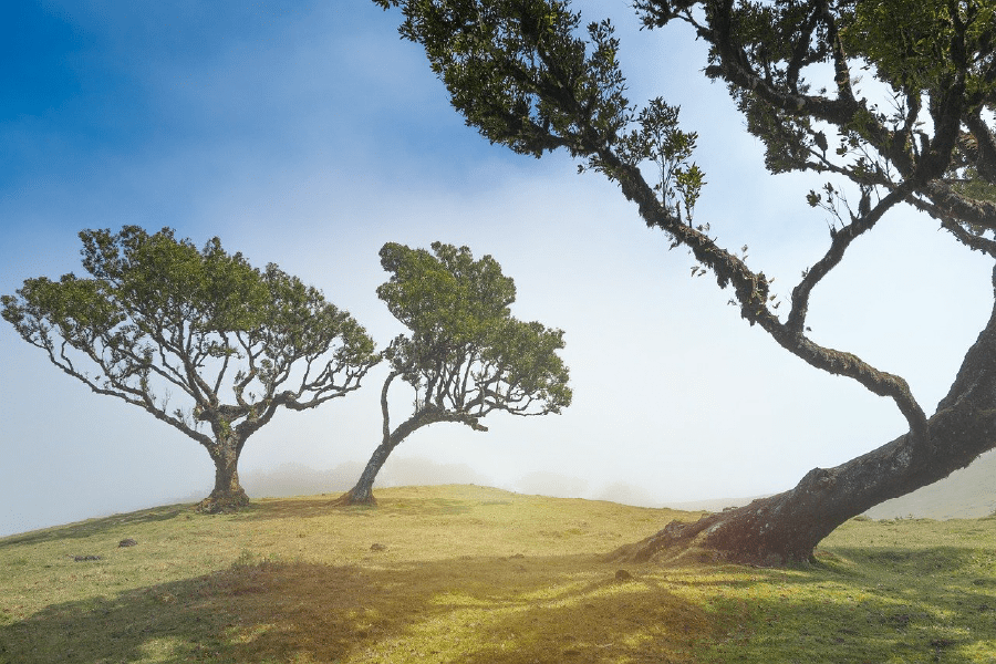 Trees on Mountain Sunset Photograph Print 100% Australian Made